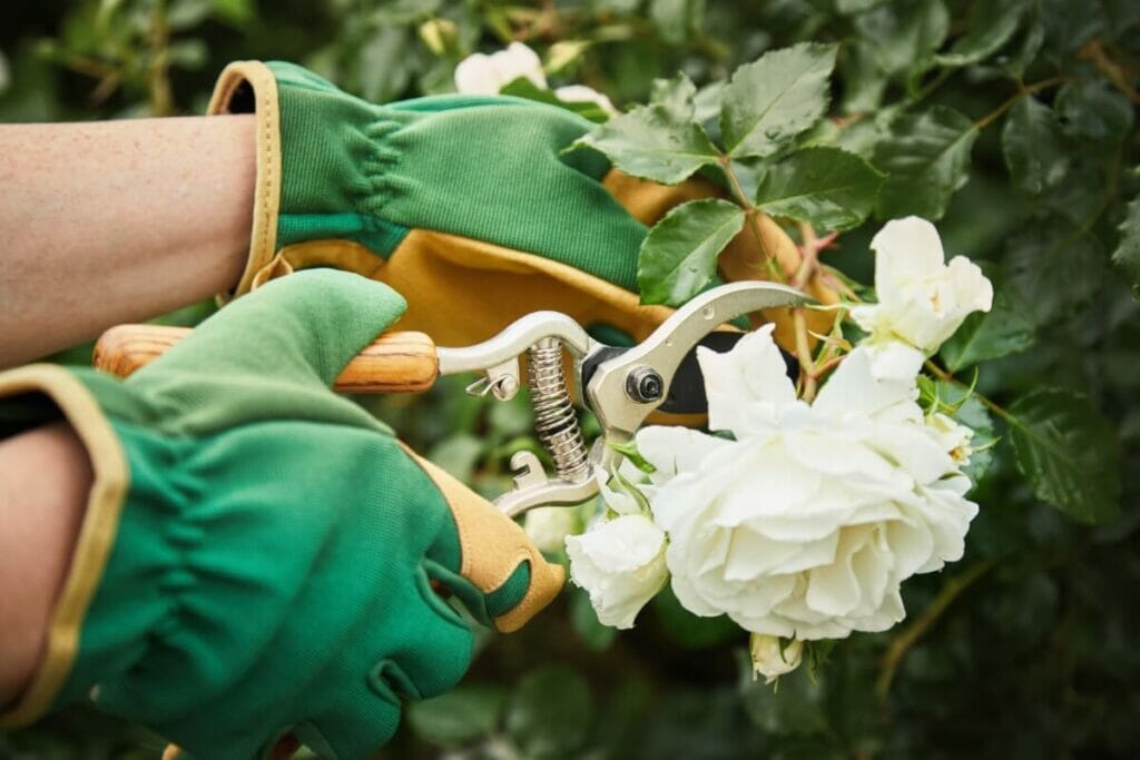 Les meilleurs outils pour couper les pivoines