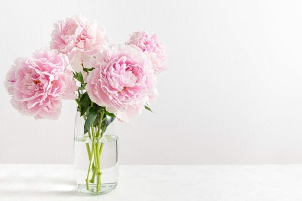 Comment conserver les fleurs de pivoine