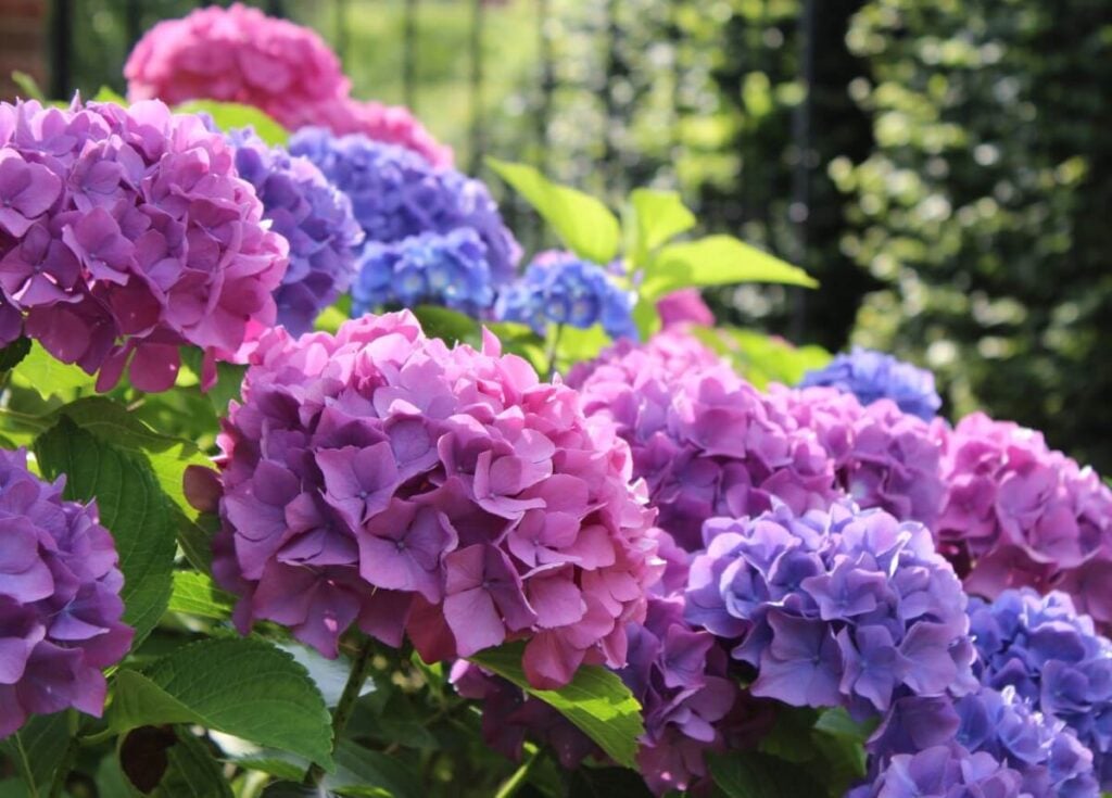 A propos des hortensias