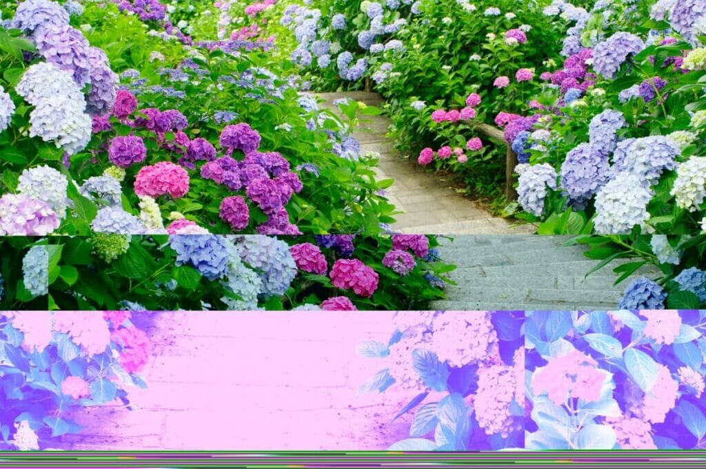 15 utilisations et avantages incroyables de l'hortensia