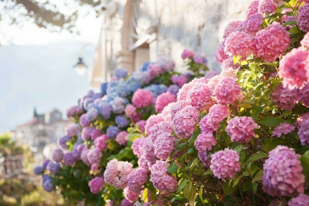 Les hortensias sont des plantes qui demandent peu d'entretien