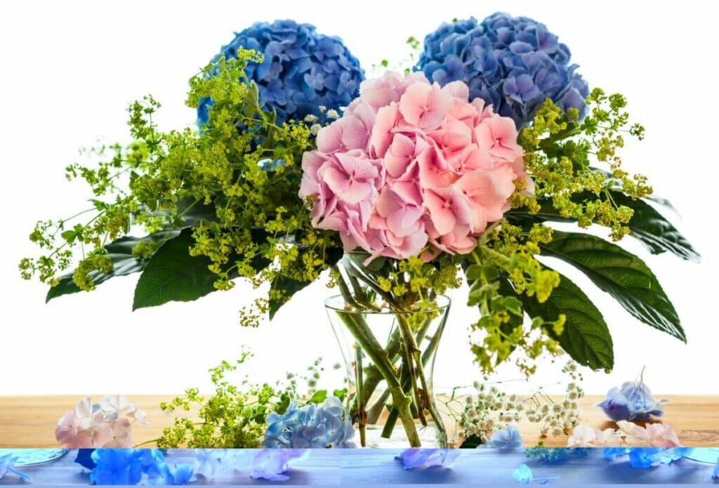 Les hortensias font des fleurs coupées fantastiques