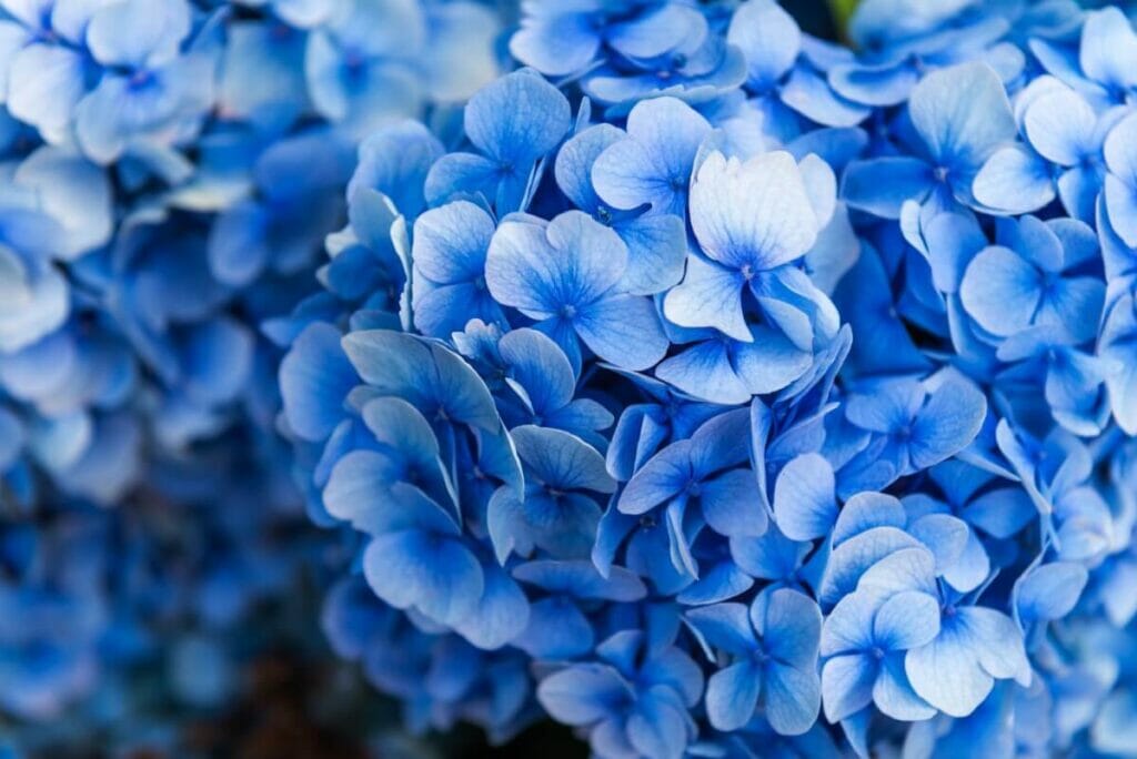 La racine d'hortensia peut soulager les problèmes de voies urinaires