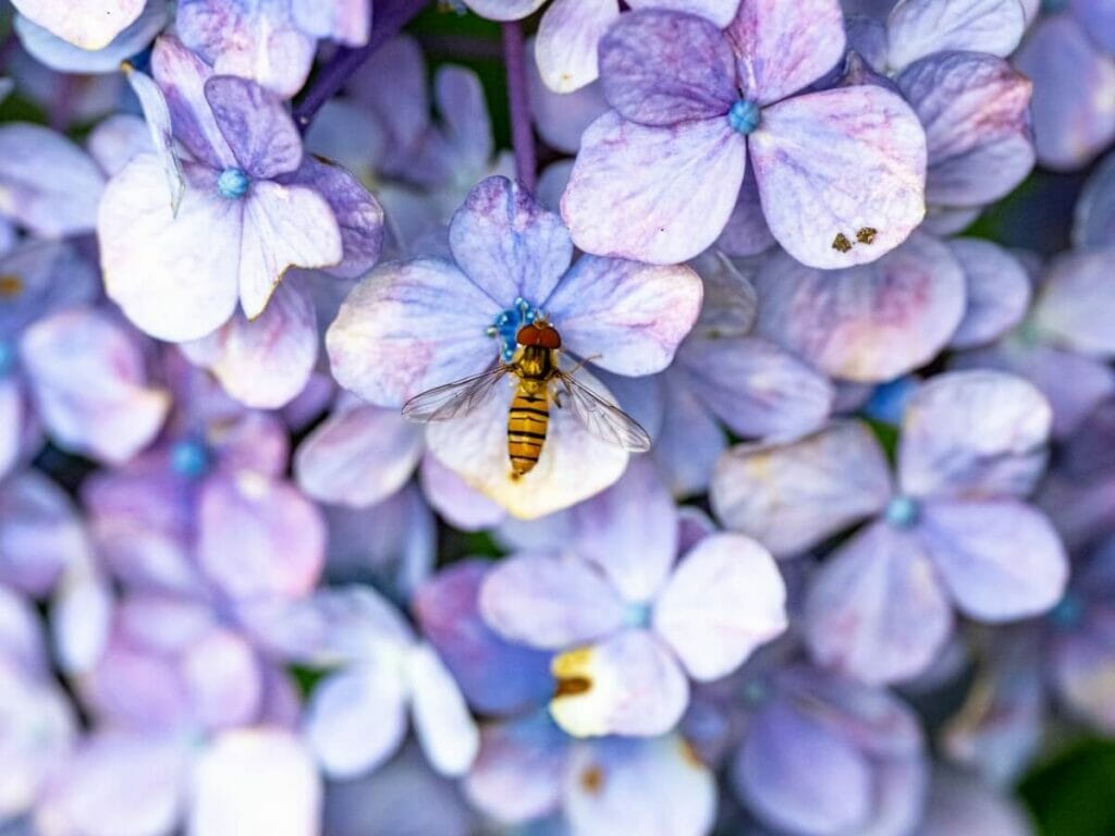 Les hortensias peuvent attirer les pollinisateurs dans votre jardin