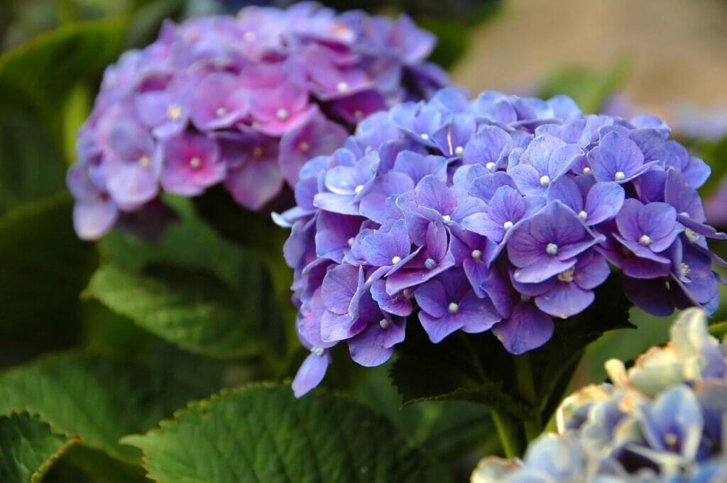 Les hortensias sont d'excellentes plantes ornementales