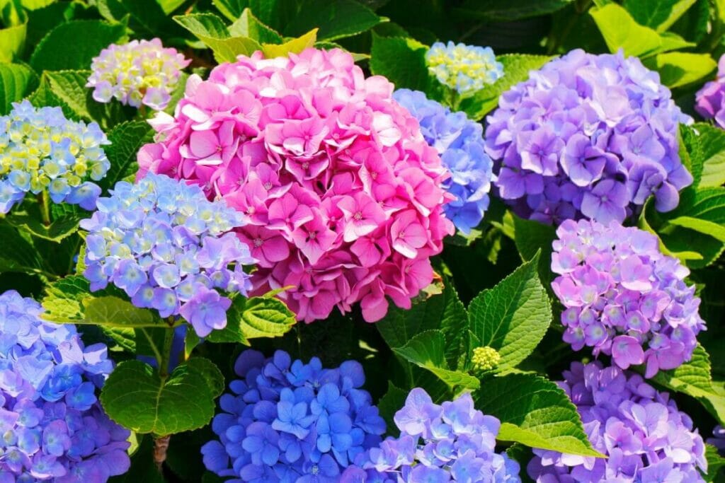 L'hortensia peut avoir des propriétés anti-inflammatoires