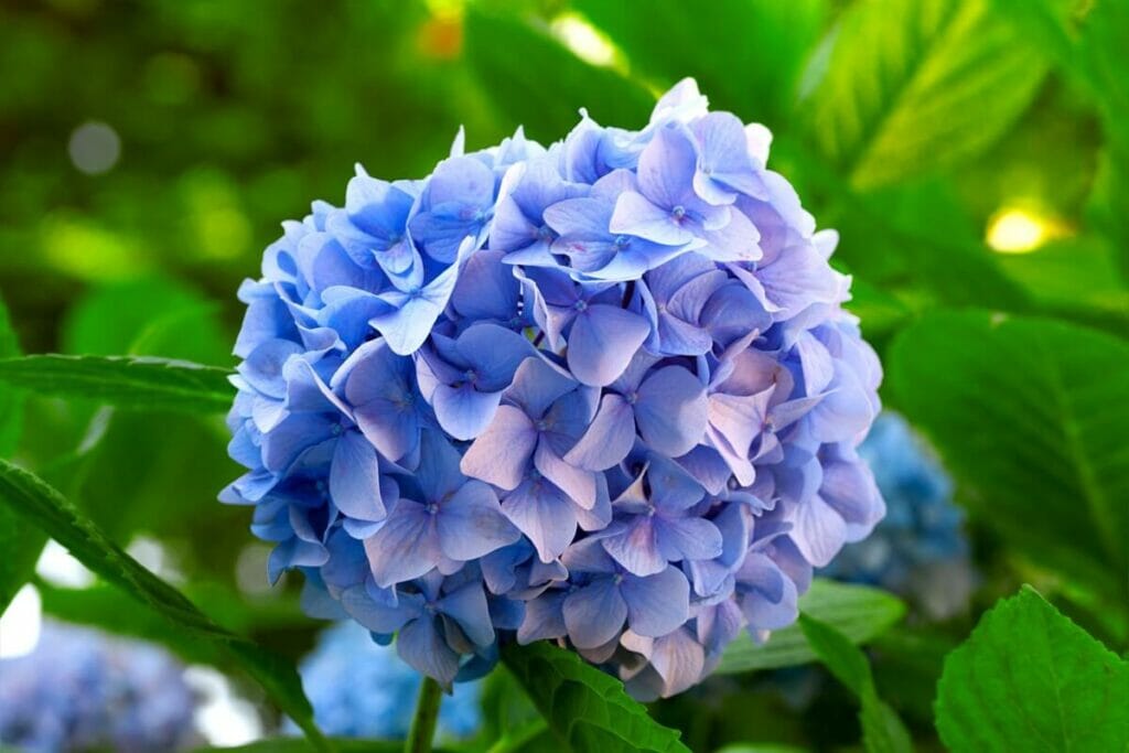 Les hortensias peuvent être riches en antioxydants