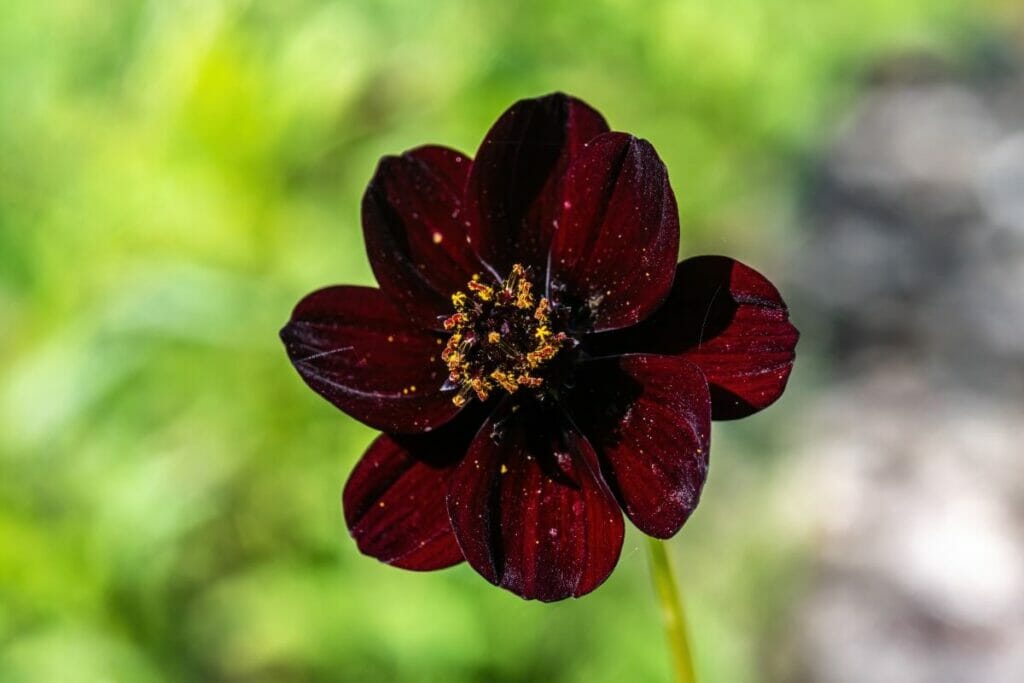 Cosmos à chocolat (Cosmos atrosanguineus)