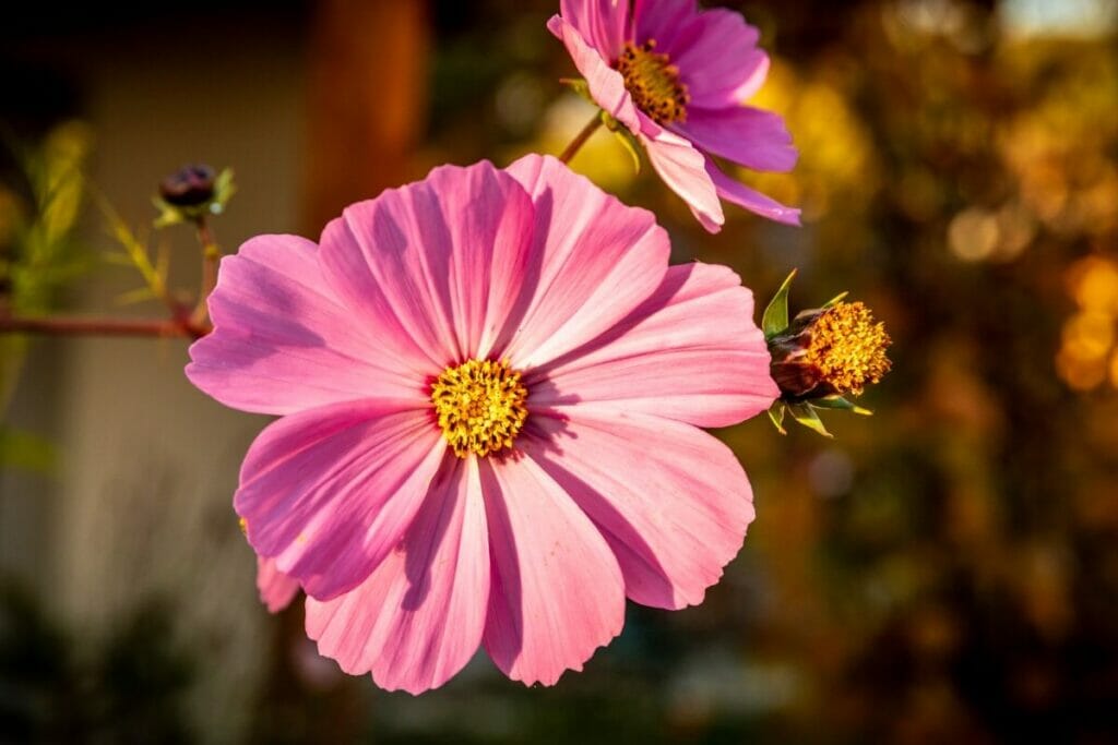 Cosmos 'Rosetta'