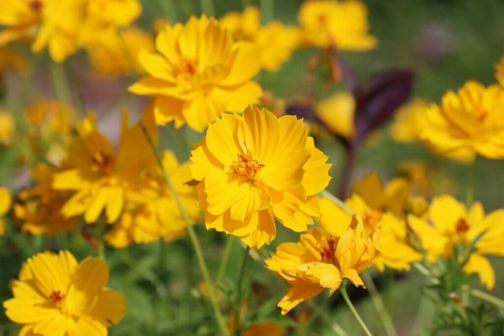 Cosmos jaune (Cosmos sulphureus)