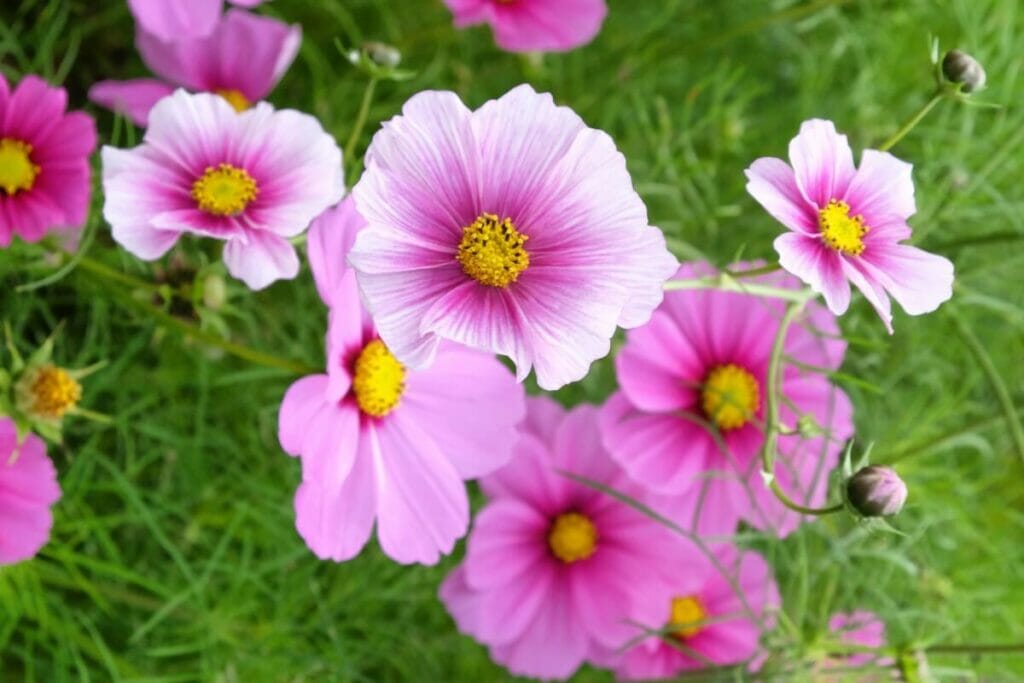 Cosmos 'Daydream'