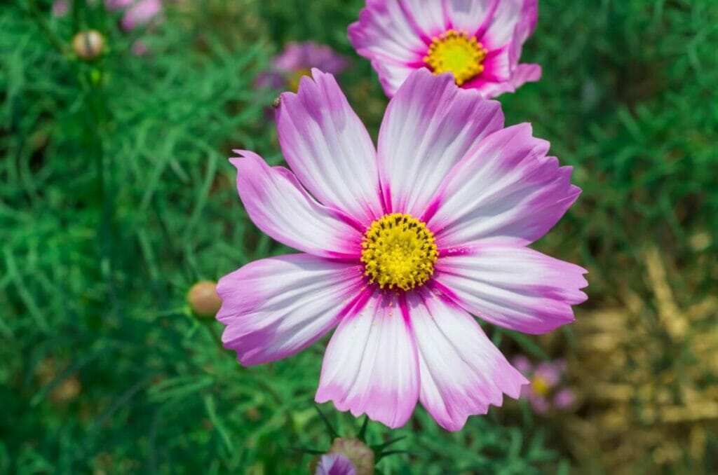 Cosmos 'Picotee'