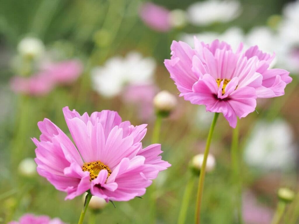 Cosmos 'Cupcakes Blush'