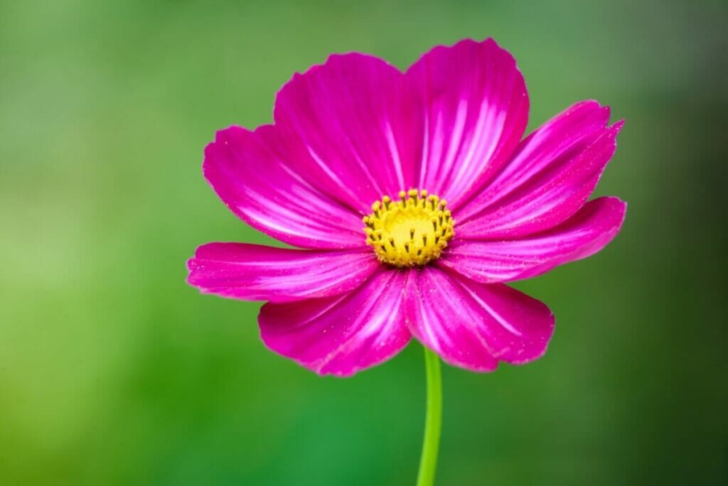 Cosmos 'Versailles' Series