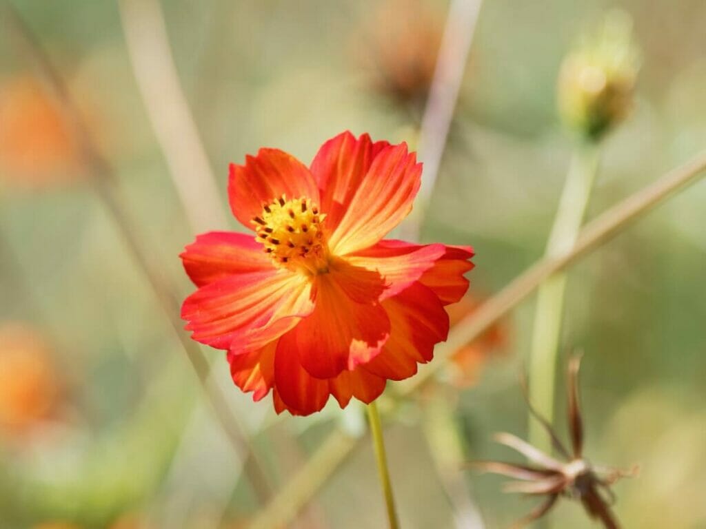 Cosmos 'Diablo'