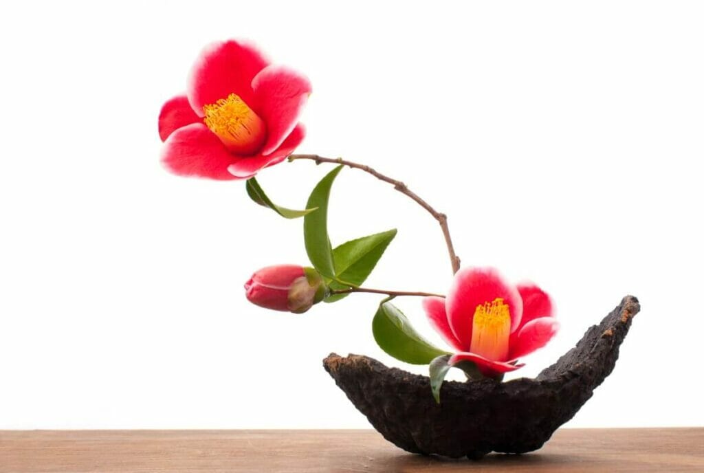 Ikebana, le cadeau et la maison