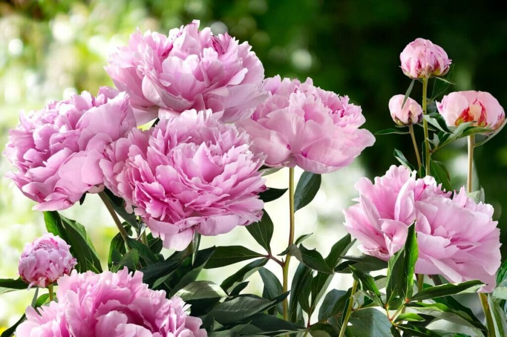Que sont les pivoines ?