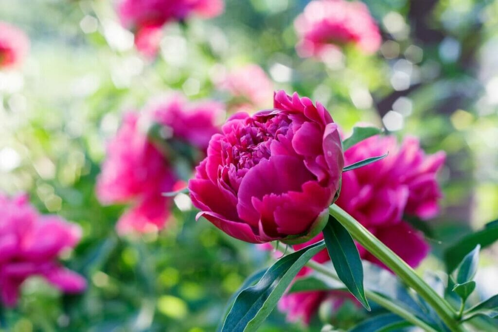 Que symbolisent les pivoines ?