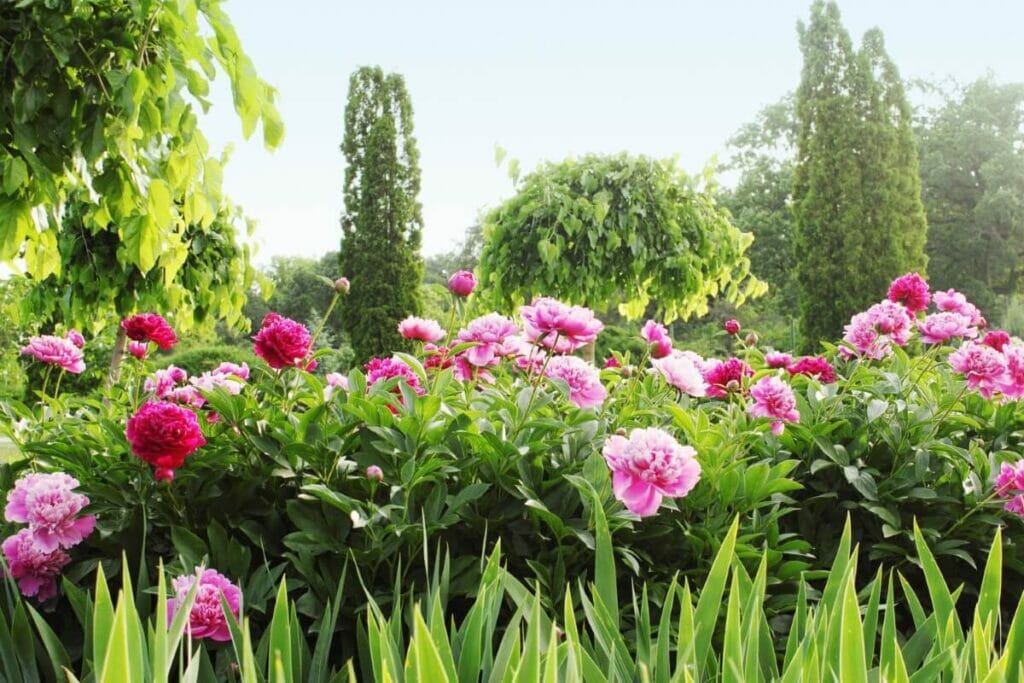 La saison des pivoines