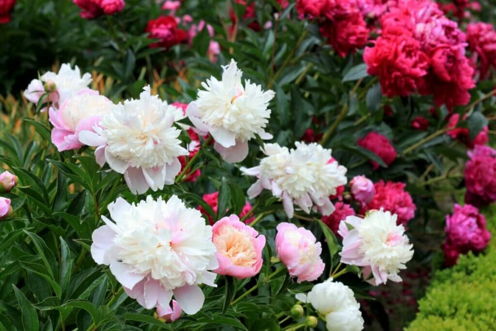 Les pivoines ont-elles besoin d'engrais ?