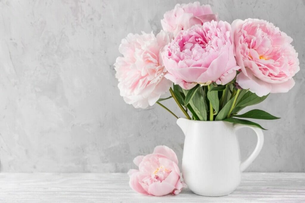 Comment faire durer les pivoines en fleurs coupées