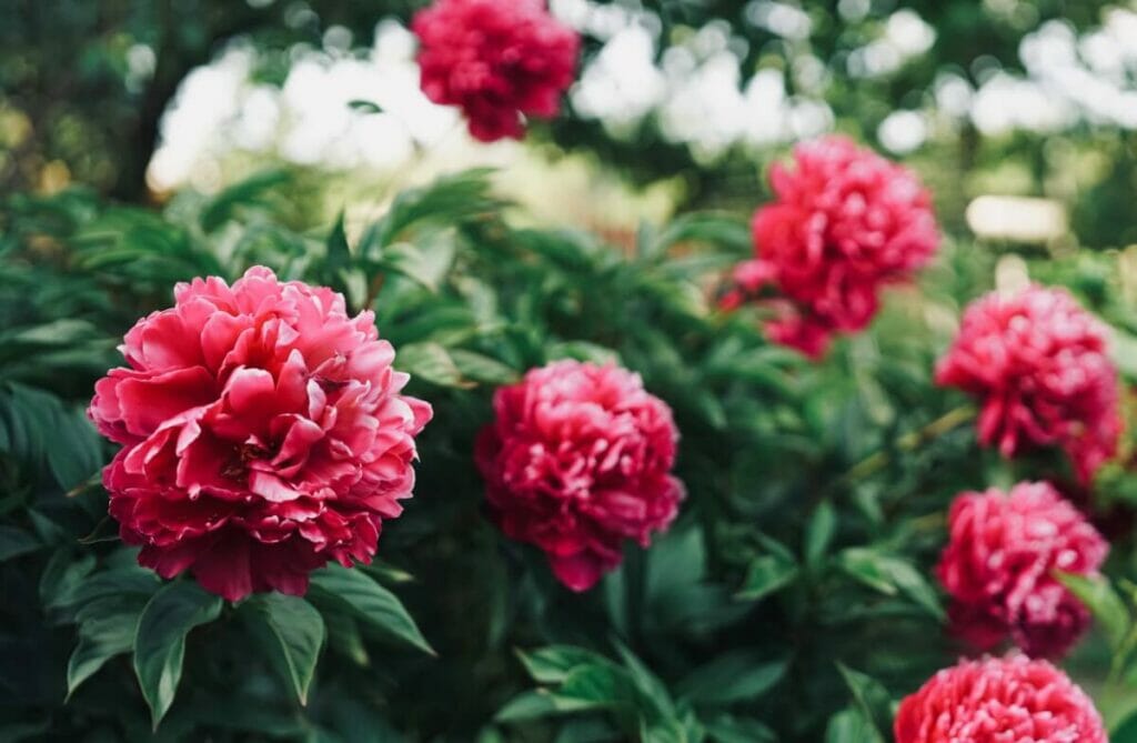 Combien de temps les pivoines fleurissent-elles ?
