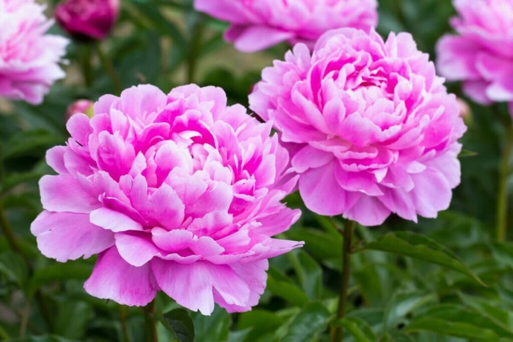Cultiver des pivoines