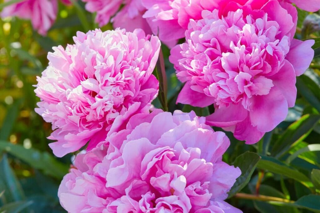 Les pivoines reviennent-elles chaque année ?