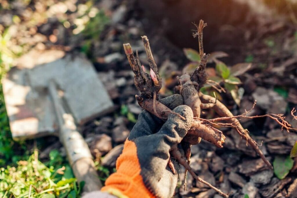 Faut-il déterrer les tubercules de pivoine en hiver ?