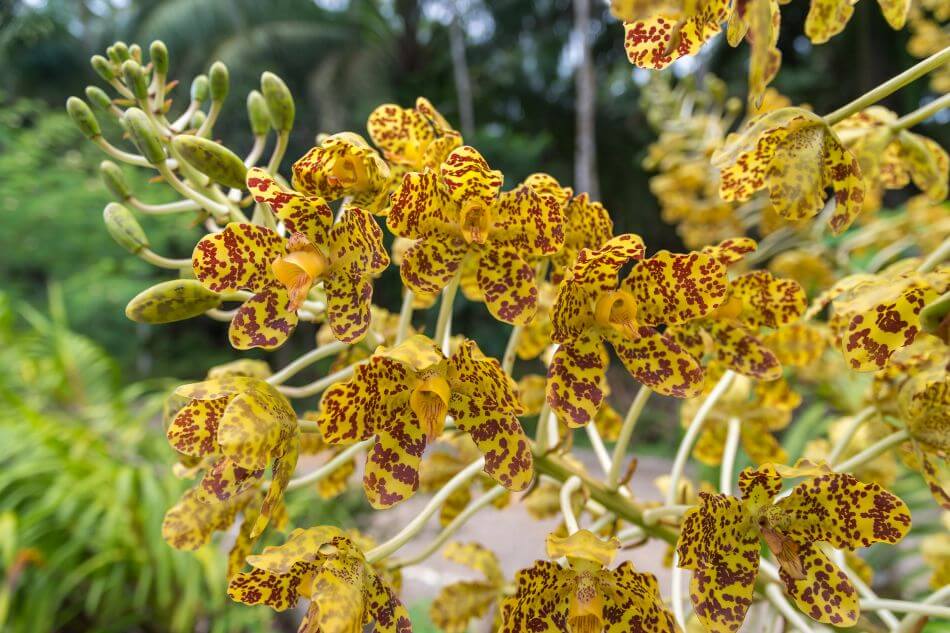 Orchidée tigrée (Grammatophyllum speciosum)
