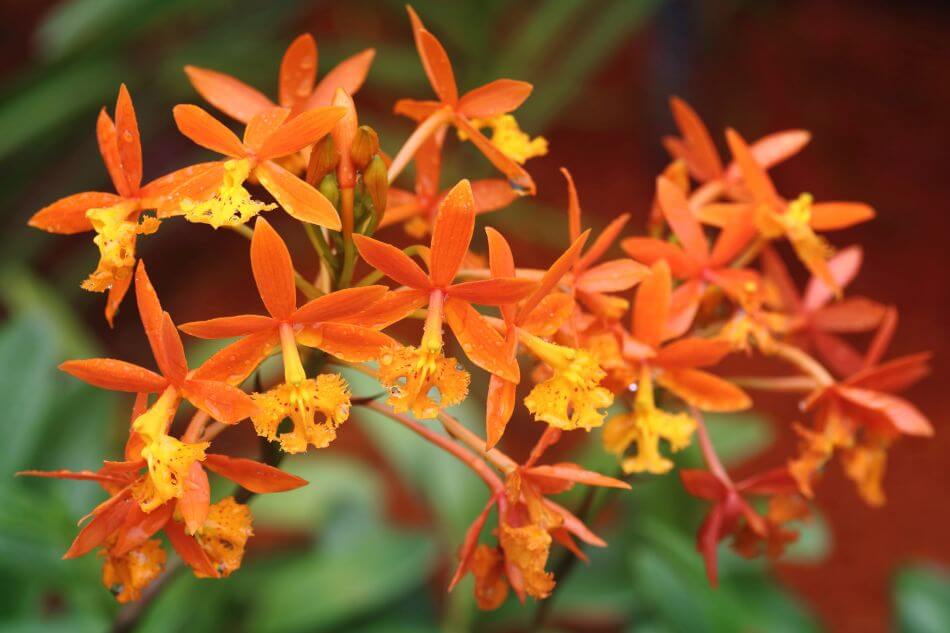 Epidendrum Orchidées (Epidendrum)