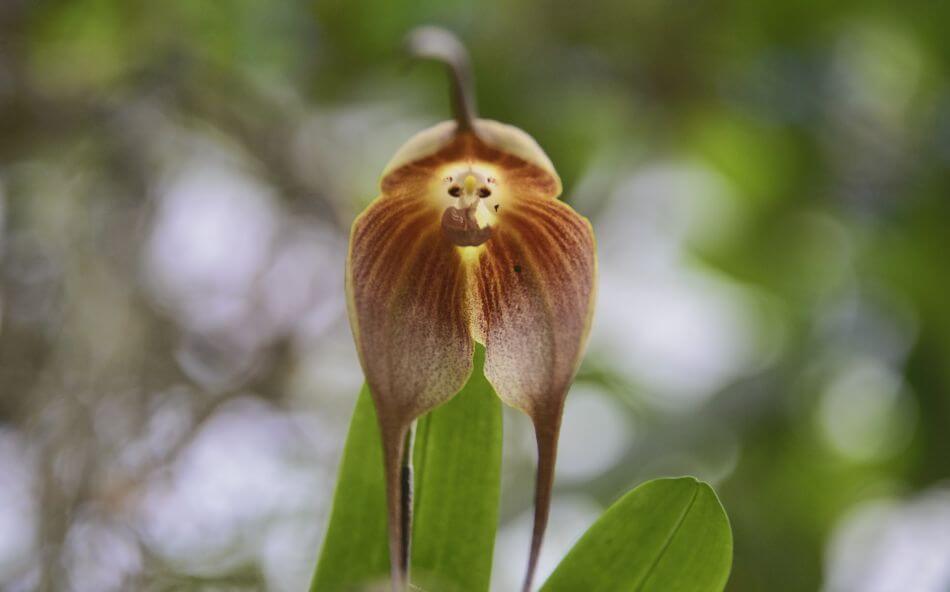 Orchidée singe (Dracula simia)