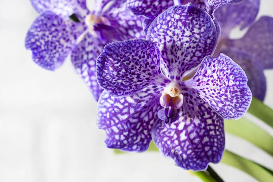 Vanda Orchidées (Vanda)