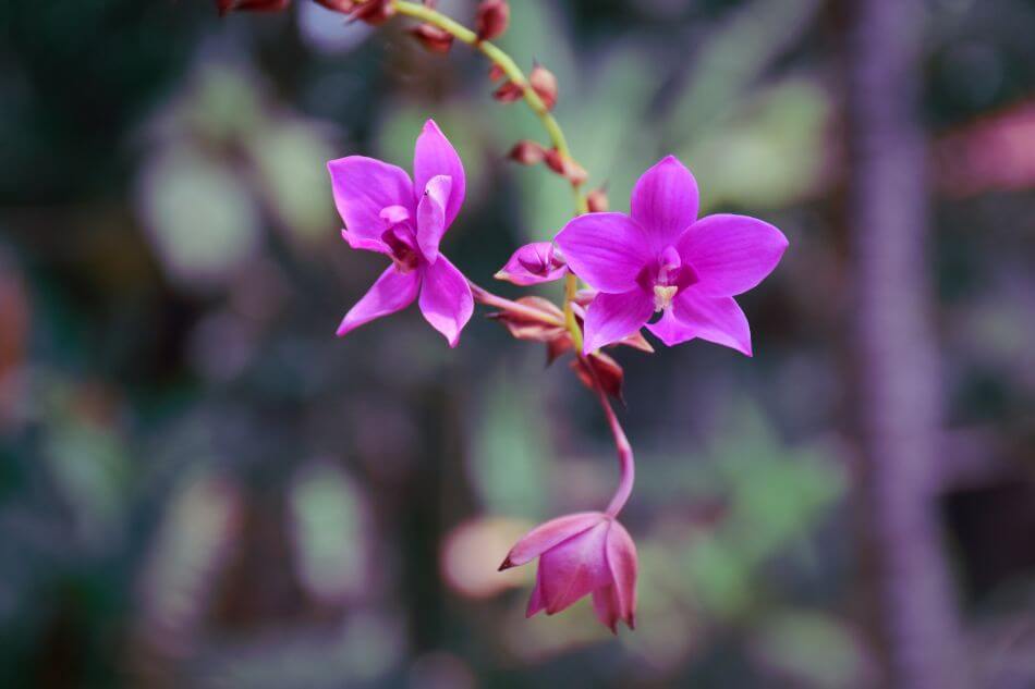 Orchidée des Philippines (Spathoglottis plicata)