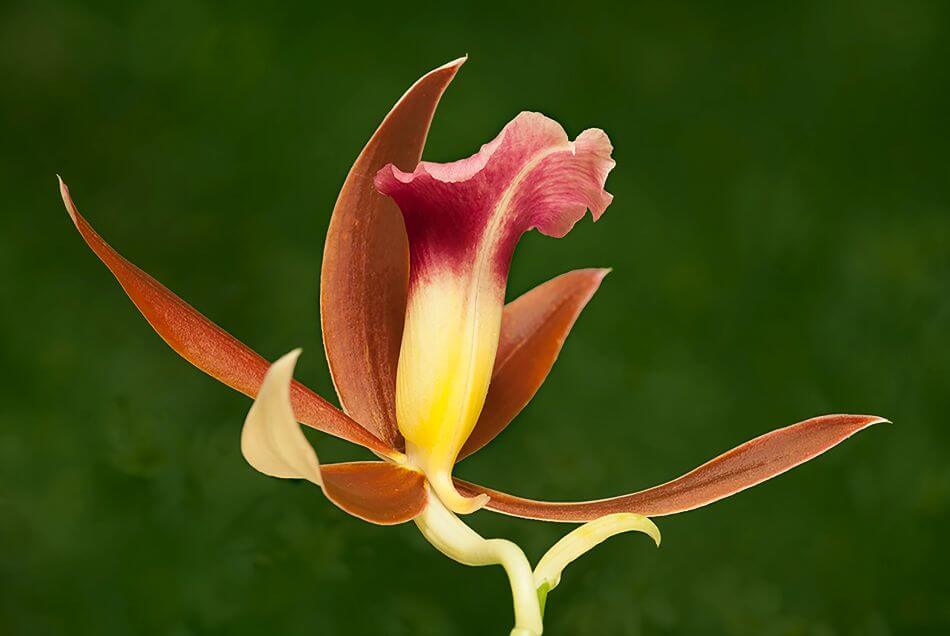 Phaius tankervilleae (Phaius tankervilleae)