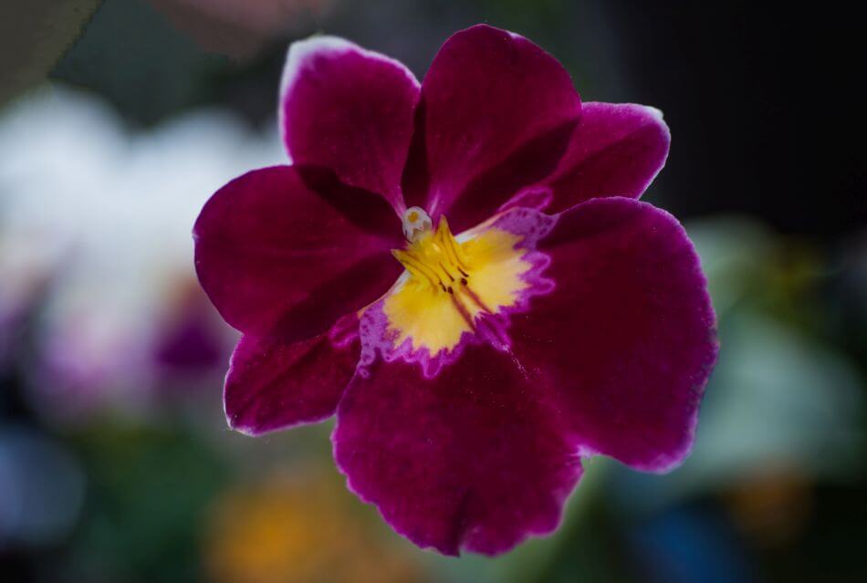 Tolumnia (Equitant oncidium)