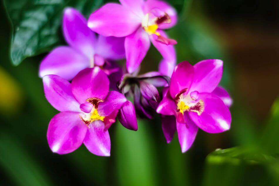 Orchidée pourpre (Spathoglottis)