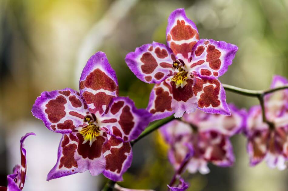 Odontoglossum Orchidées (Odontoglossum)
