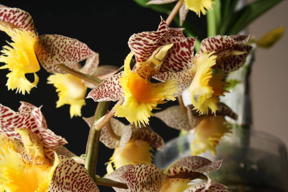 Orchidées Catasetum (Catasetum)