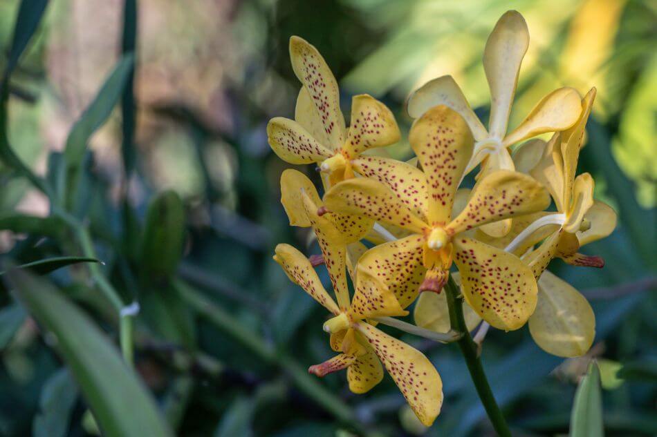 Epidendroideae Orchidées (Epidendroideae)