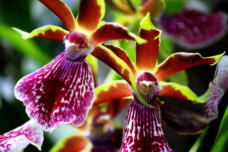 Zygopetalum Orchidées (Zygopetalum)