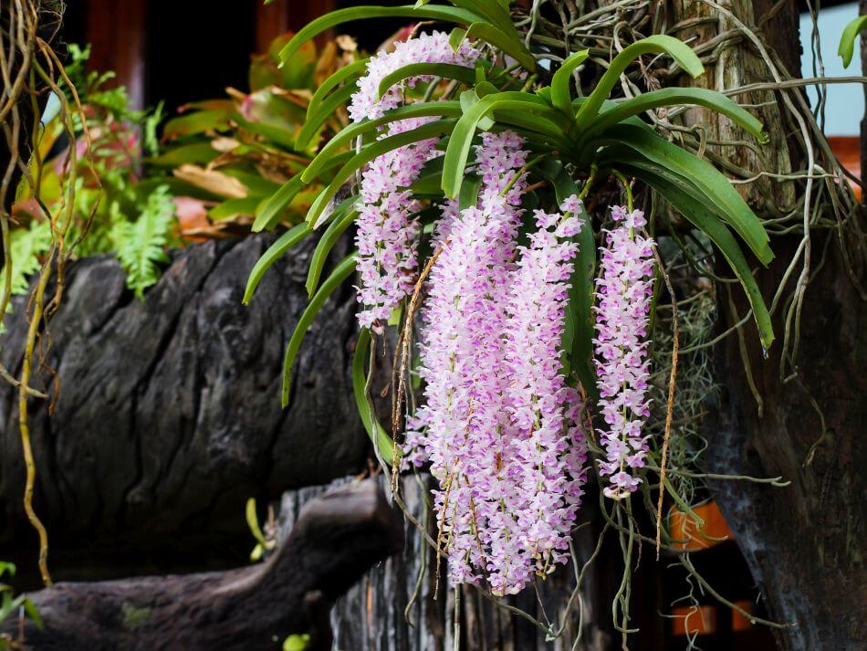 Orchidée à queue de renard (Rhynchostylis retusa)