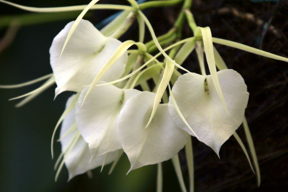 Orchidées de Brassavola (Brassavola)