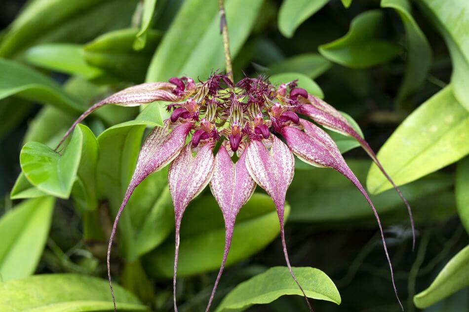 Bulbophyllum Orchidées (Bulbophyllum)