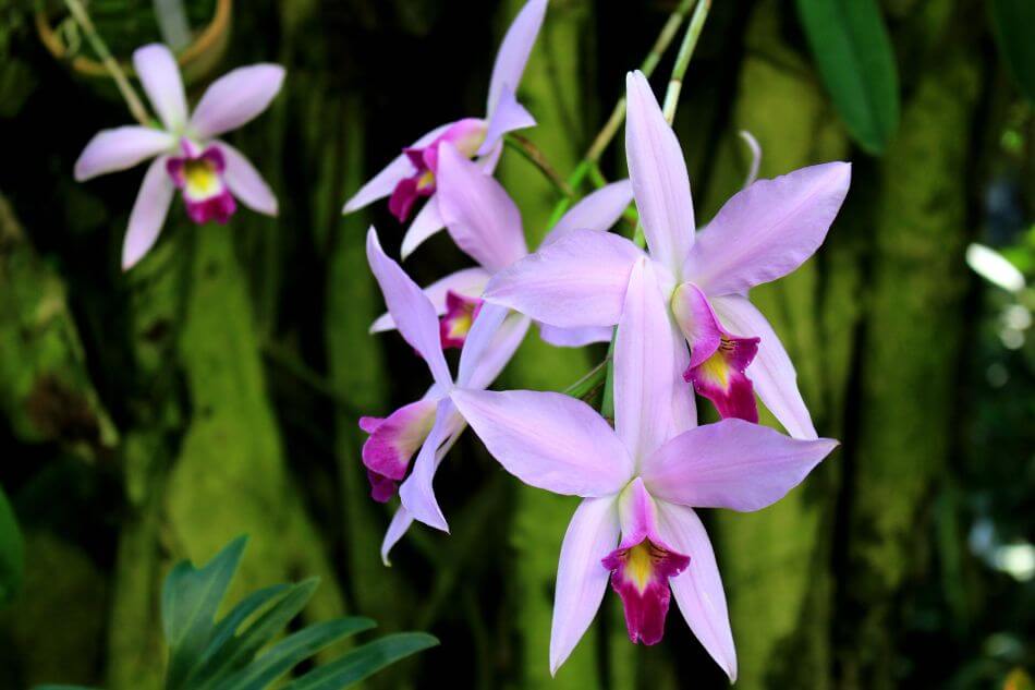 Laelia Orchids (Laelia)