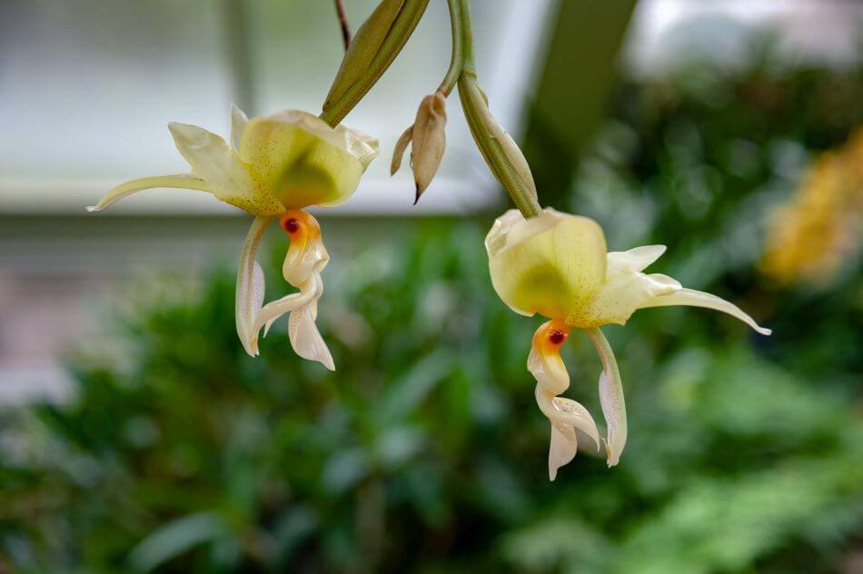 Orchidées renversées (Stanhopea)