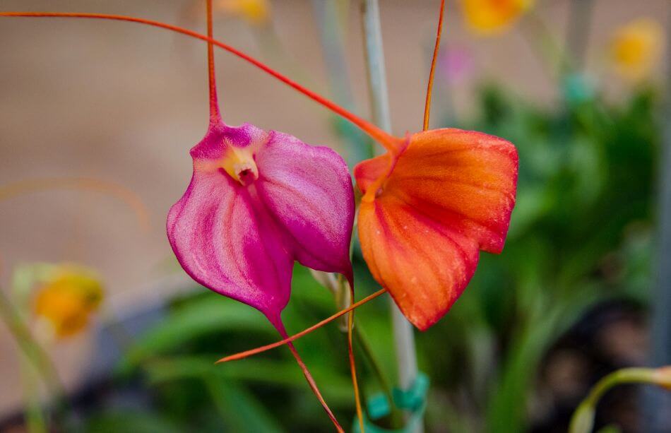 Orchidées de Masdevallia (Masdevallia)