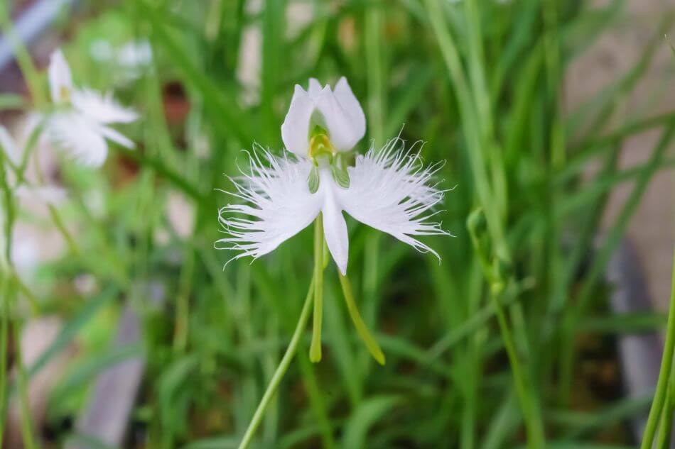 Fleur d'aigrette blanche (Pecteilis radiata)