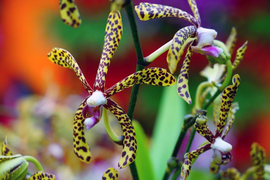 Orchidée scorpion (Arachnis annamensis)