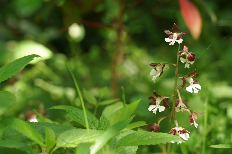 Ebine (Calanthe discolor)